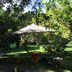 Garden 1