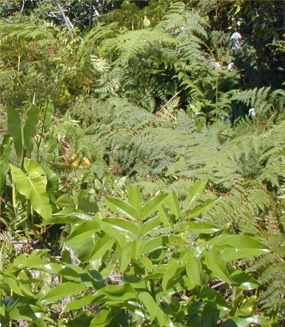 samambaias 1 side