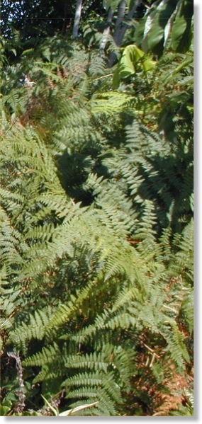 samambaias 3 side